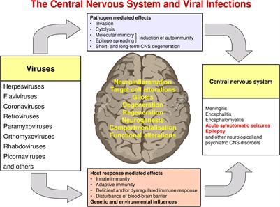 Molecular Mechanisms in the Genesis of Seizures and Epilepsy Associated With Viral Infection